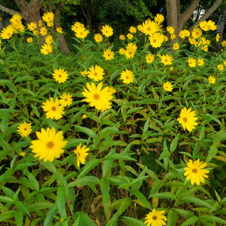 plant image 1163735 plant image 1163735