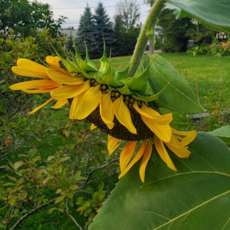 plant image 1163755