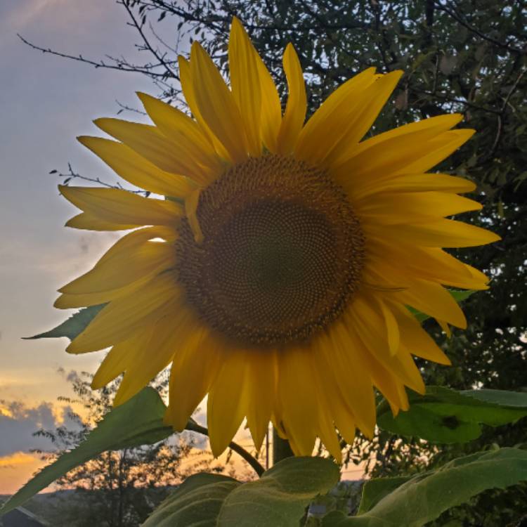 Plant image Helianthus annuus 'girasol'