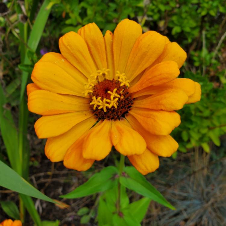 plant image 1173299