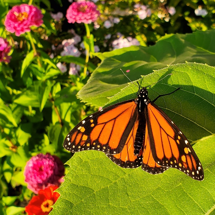 plant image 1173896