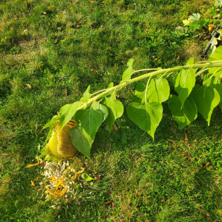 plant image 1177324