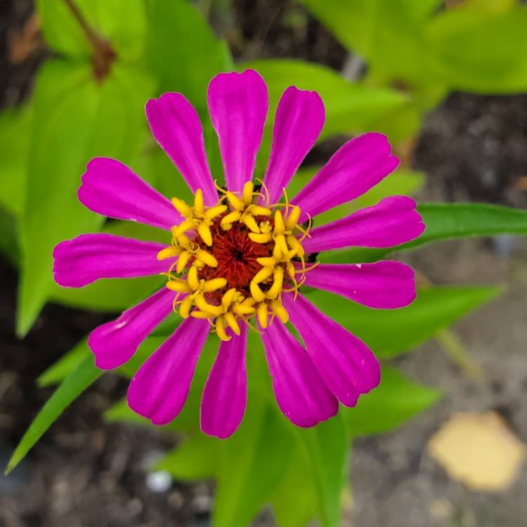 plant image 1181458 plant image 1181458