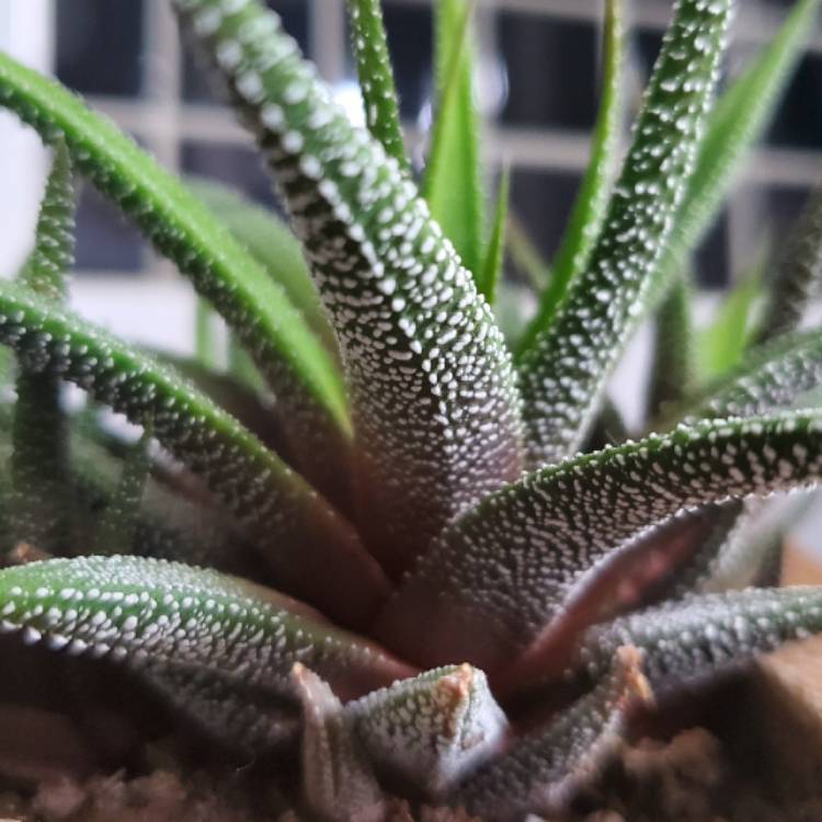 Plant image Haworthiopsis attenuata var. radula syn. Haworthia attenuata var. radula, Haworthia radula
