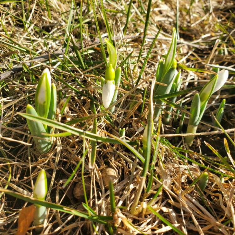 plant image 1226789 plant image 1226789