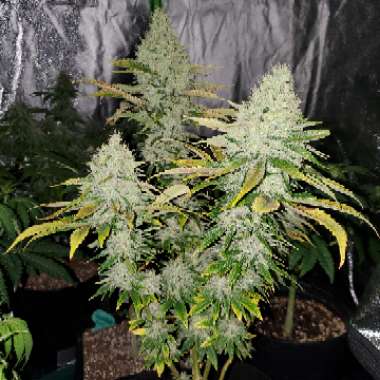 Cannabis sativa