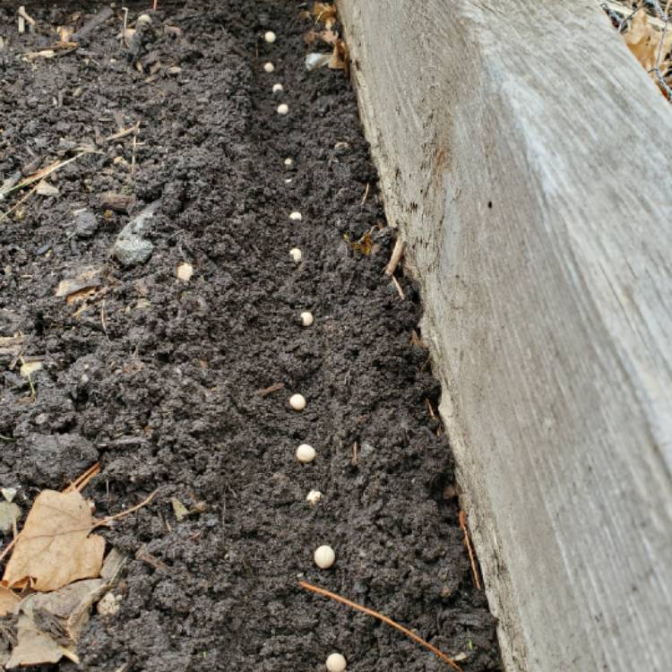 plant image 1257444