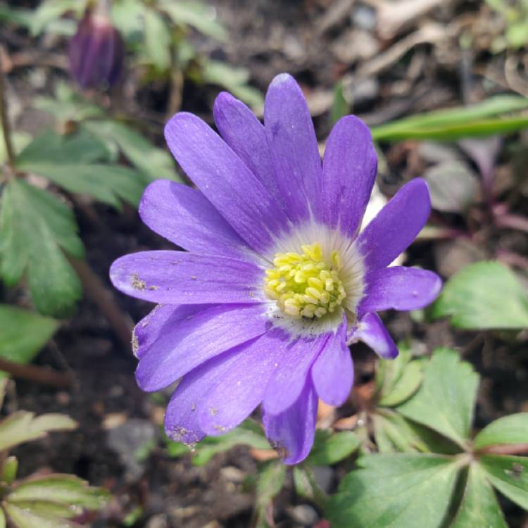 plant image 1269219 plant image 1269219