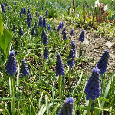 Muscari armeniacum