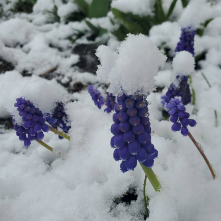plant image 1272389 plant image 1272389