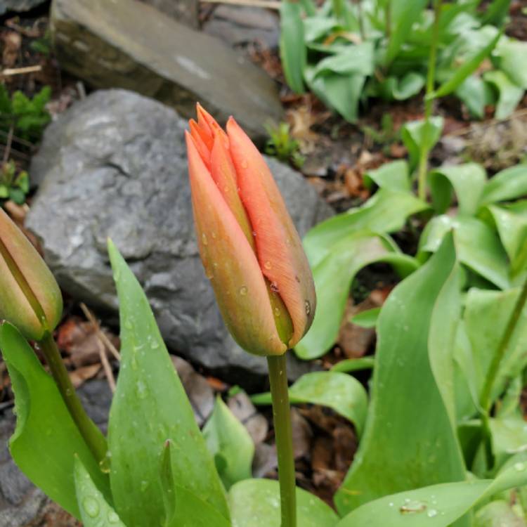 plant image 1279430 plant image 1279430