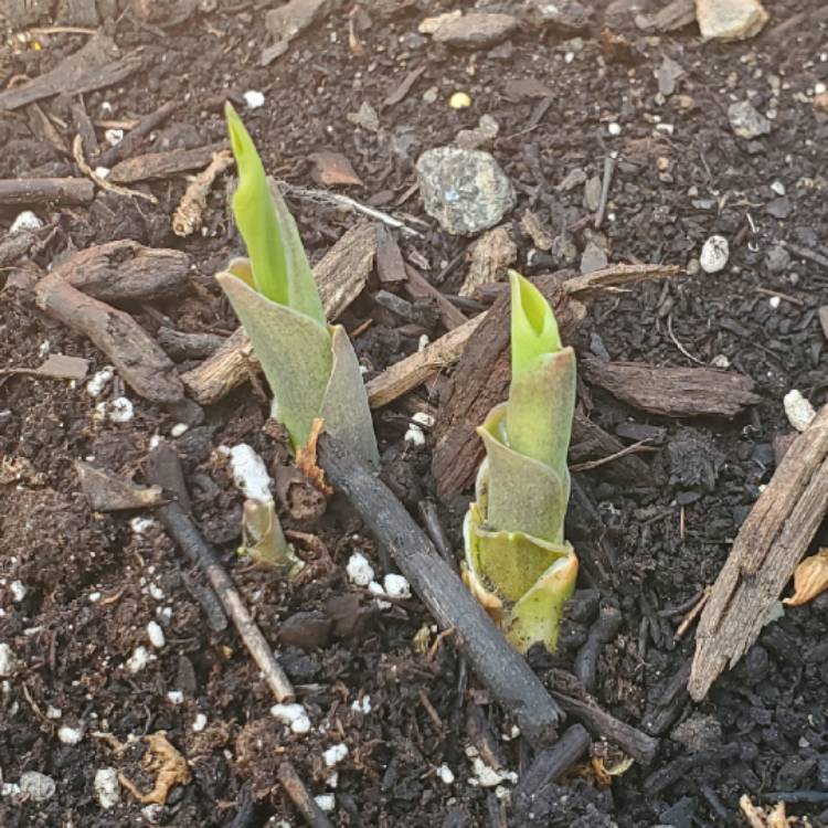 plant image 1299041