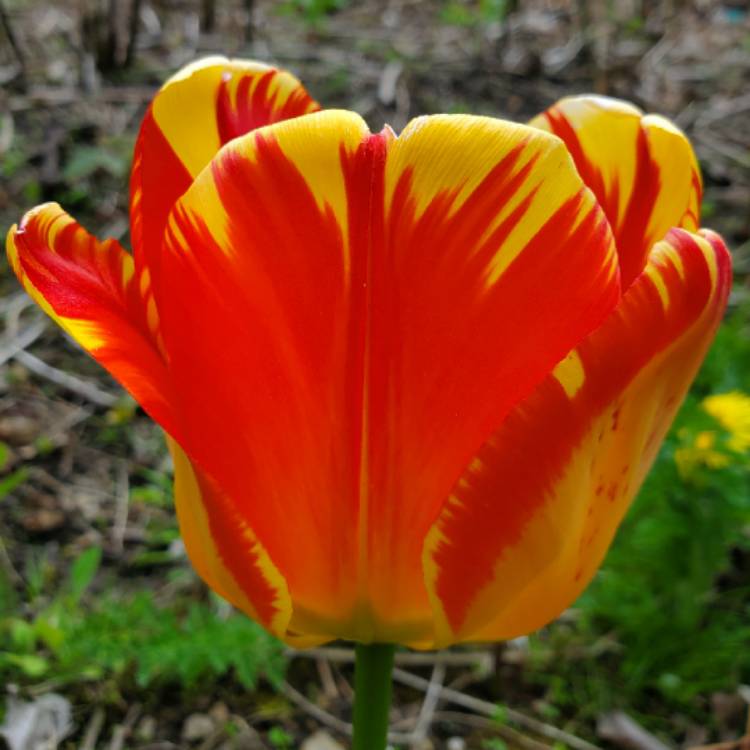 plant image 1299348 plant image 1299348