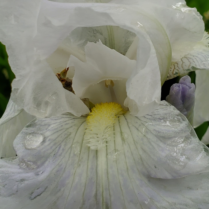 Plant image Iris x germanica 'Immortality'