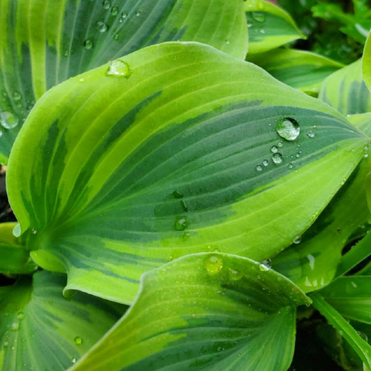plant image 1328393