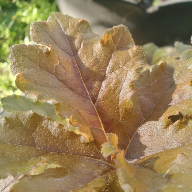plant image 1333444 plant image 1333444