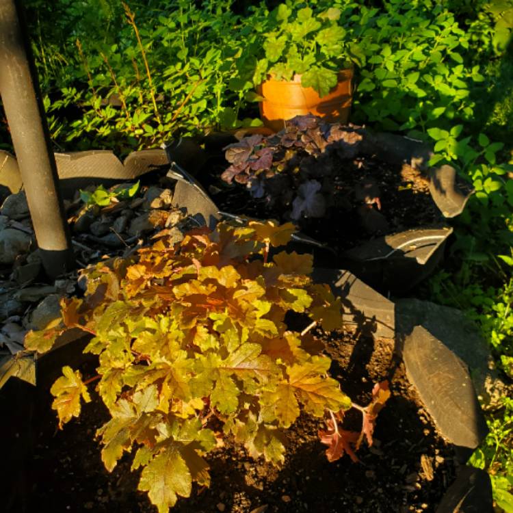 plant image 1333530 plant image 1333530