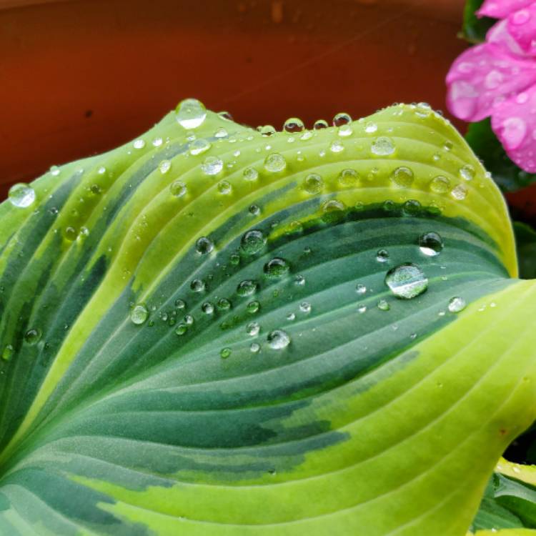 plant image 1339590