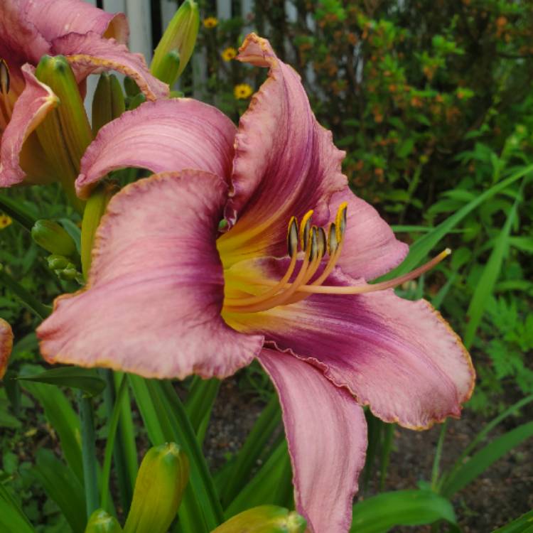 plant image 1349939 plant image 1349939