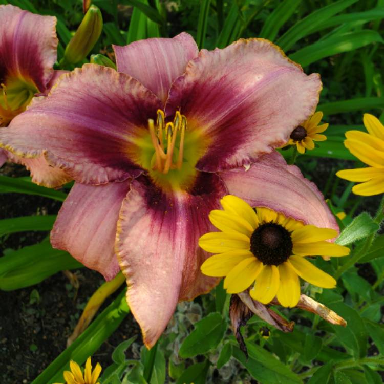 plant image 1351780 plant image 1351780