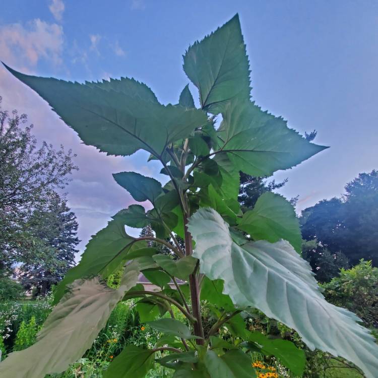 plant image 1354828