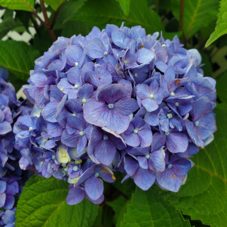 plant image 1355252 plant image 1355252