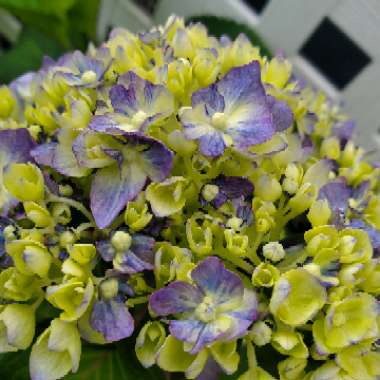 Hydrangea