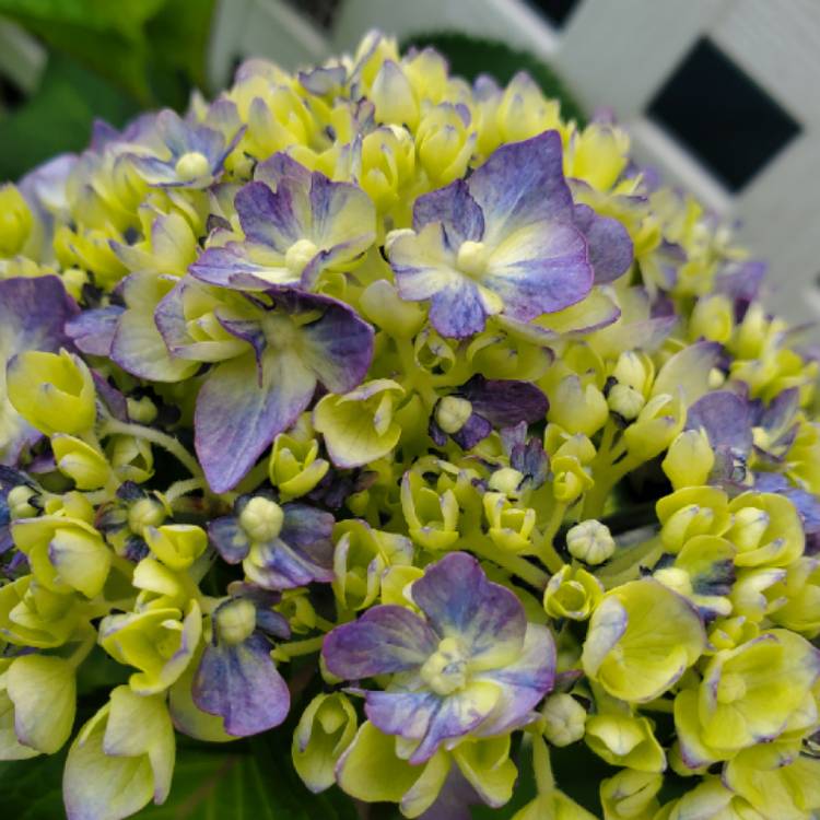 plant image 1355330 plant image 1355330