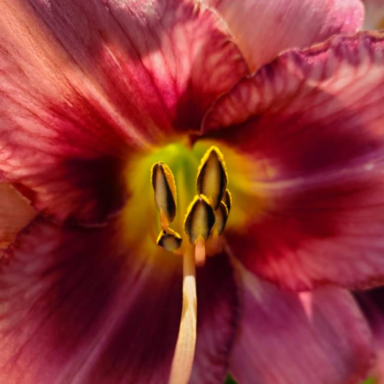 plant image 1356443 plant image 1356443