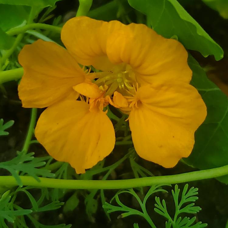 plant image 1359231 plant image 1359231