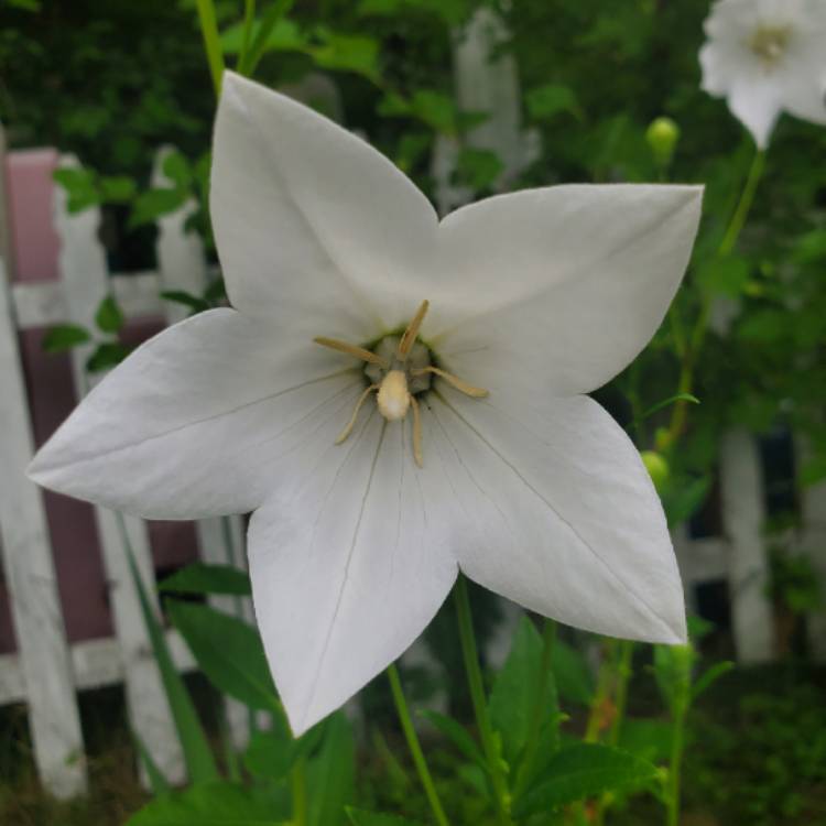 plant image 1360742 plant image 1360742