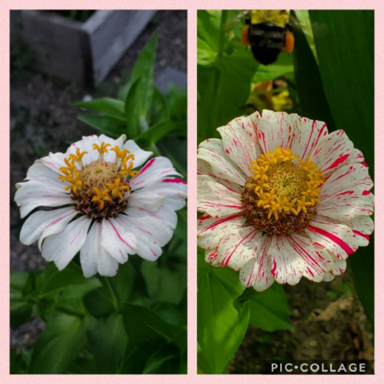 plant image 1366912