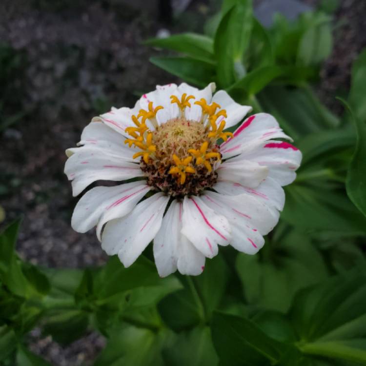 plant image 1366913