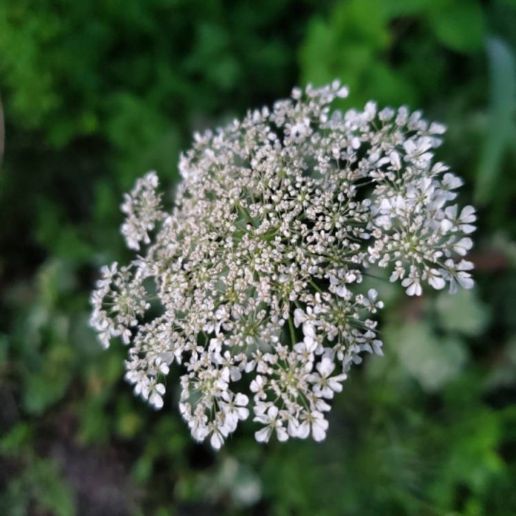 plant image 1366914 plant image 1366914
