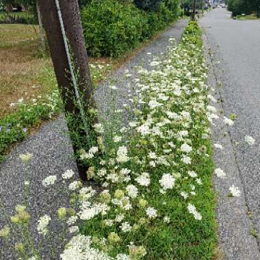Daucus carota