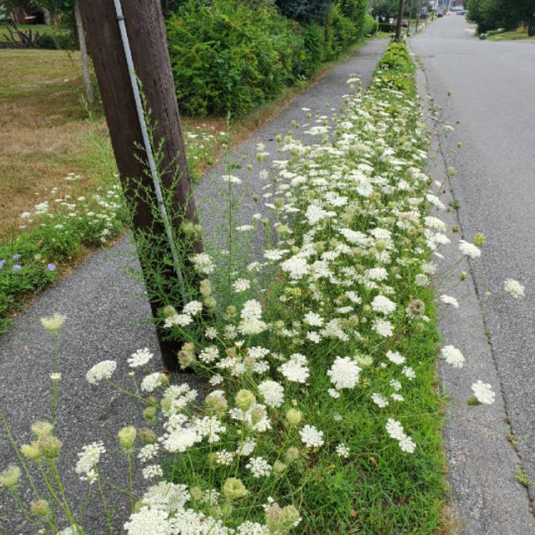 plant image 1369204 plant image 1369204