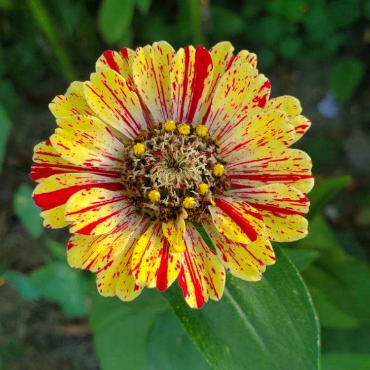 plant image 1372089