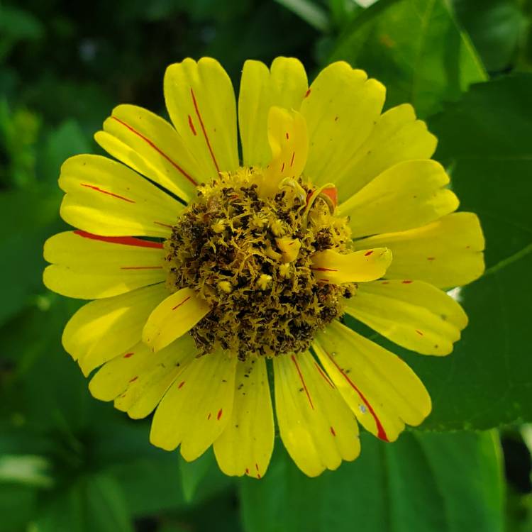plant image 1372280