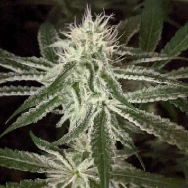 Cannabis indica
