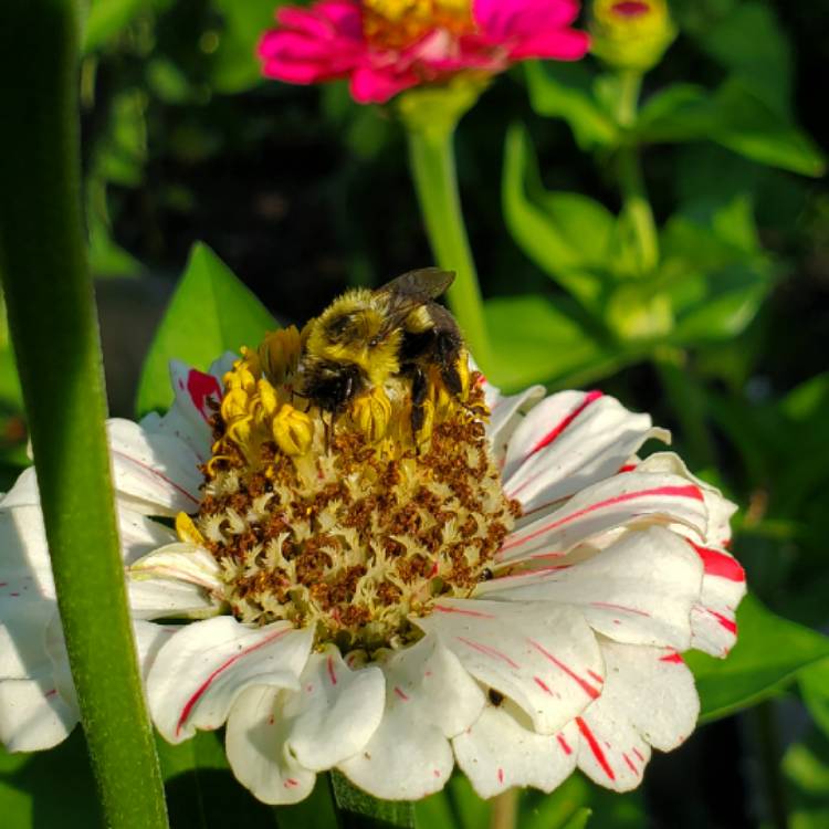 plant image 1373775