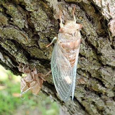 Pyrus communis