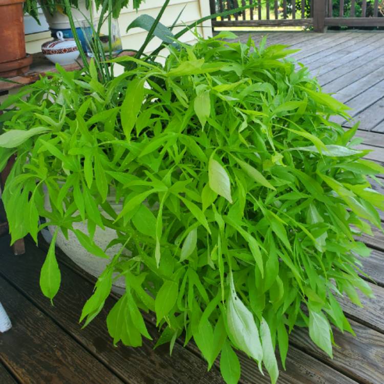 Plant image Ipomoea Batatas 'Sweet Caroline Green'