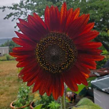 Helianthus annuus 'Evening Sun'