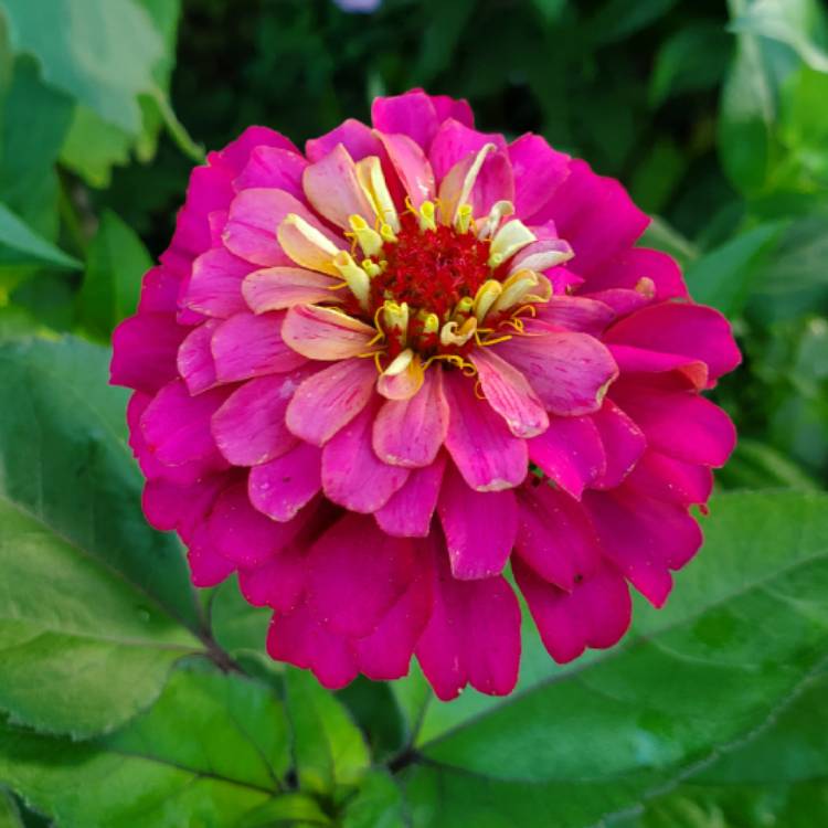 plant image 1377125