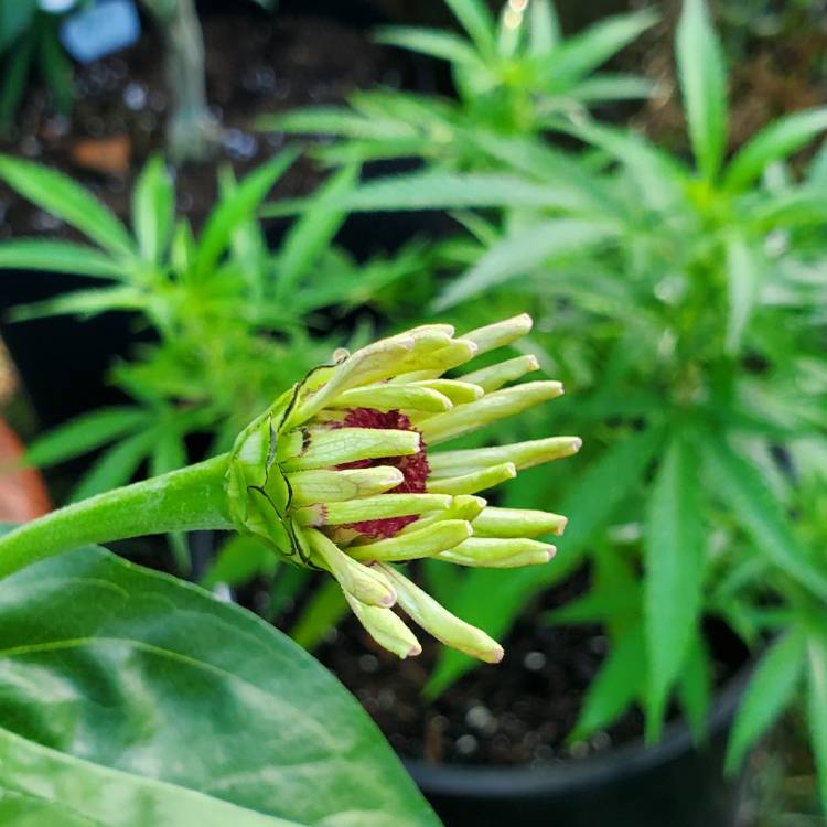 plant image 1377243 plant image 1377243