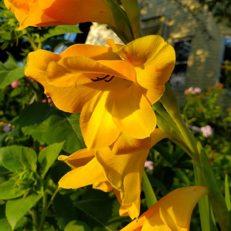 plant image 1380456