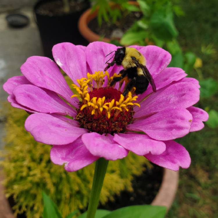 plant image 1381204 plant image 1381204