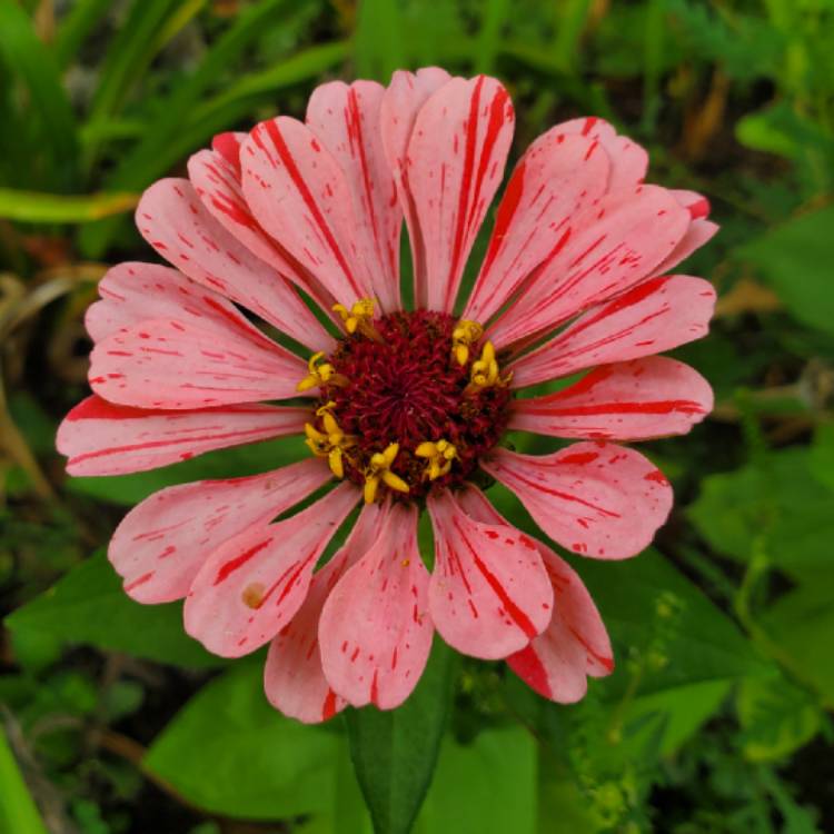 plant image 1382122