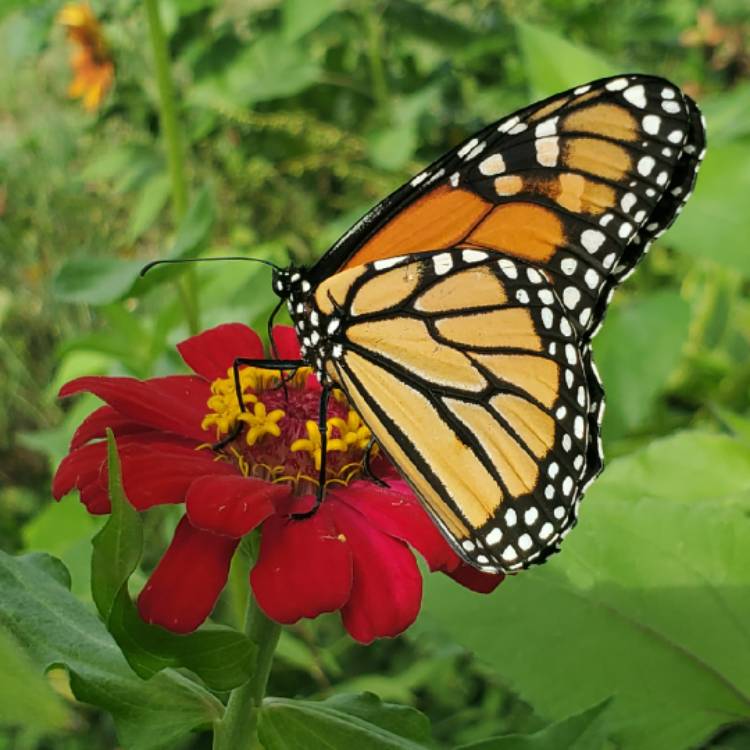 plant image 1382257