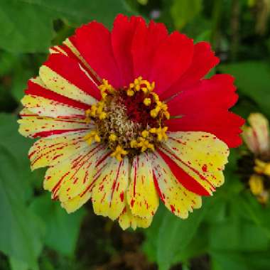 Zinnia elegans